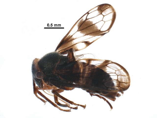 صورة Aetalionidae