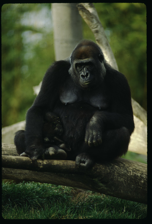 Image of Western Lowland Gorilla