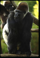 Image of Western Lowland Gorilla