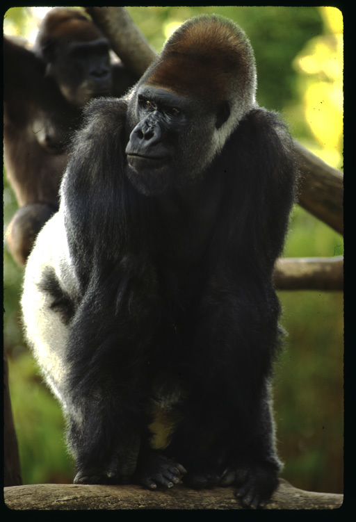 Image of Western Lowland Gorilla