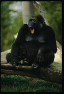 Image of Western Lowland Gorilla