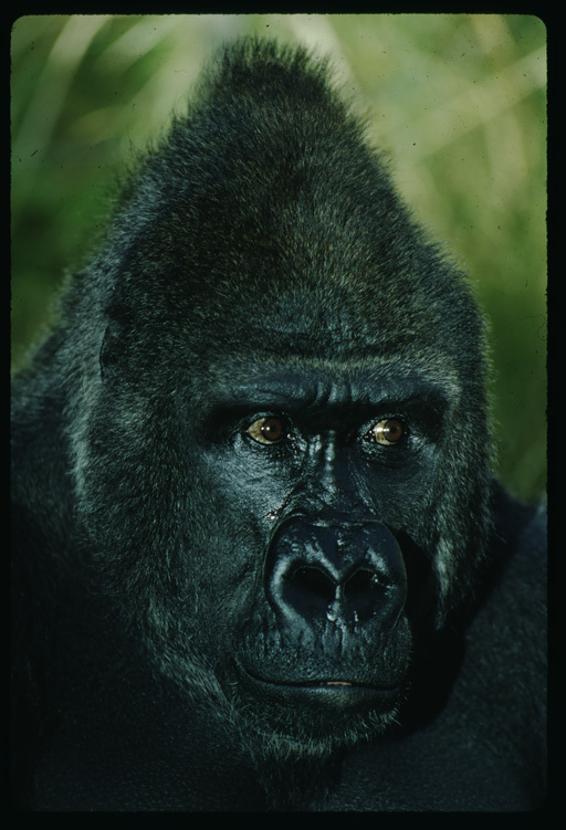 Sivun gorilla kuva