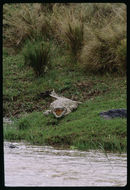 Image of Nile crocodile