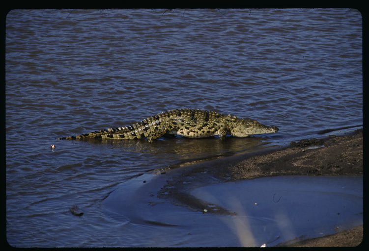 Image of Nile crocodile