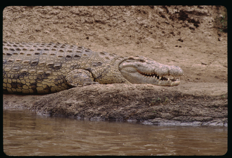 Image of Nile crocodile