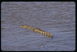 Image of Nile crocodile