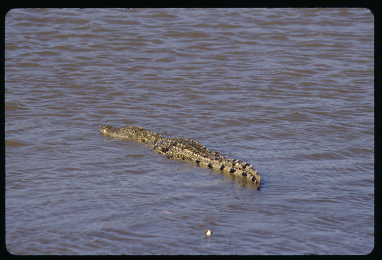 Image of Nile crocodile