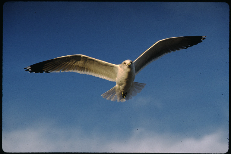 Image of Ring-billed Gull