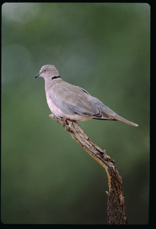 Image of African Mourning Dove