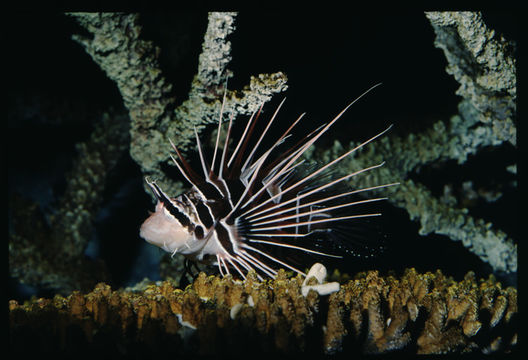 Pterois radiata Cuvier 1829 resmi