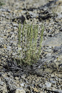 Image of black sagebrush