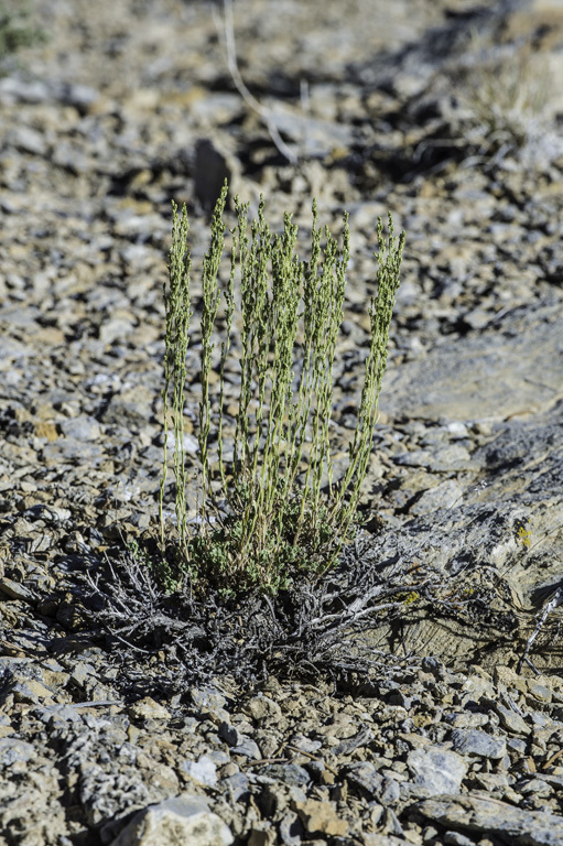 Sivun Artemisia nova A. Nels. kuva