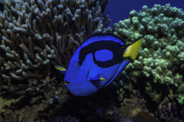 Image of Blue Surgeonfish