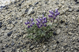 Image of Brewer's Lupine