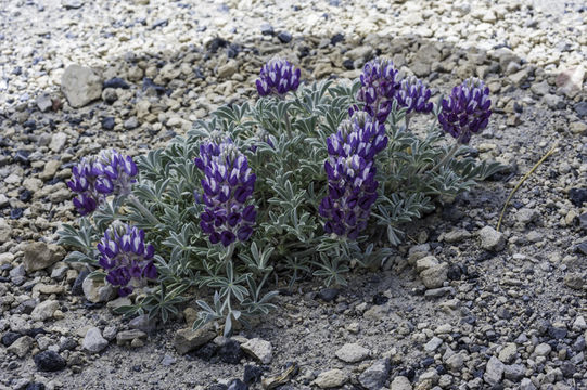 Image of Brewer's Lupine