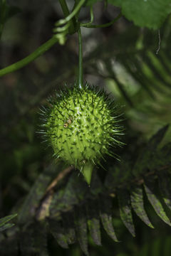 Image of Marah fabacea (Naud.) Greene