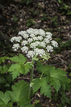 Image of American Cow-Parsnip