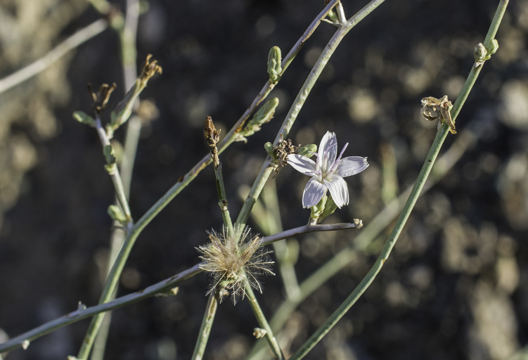 Image of brownplume wirelettuce