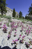 Plancia ëd <i>Mimulus nanus</i>