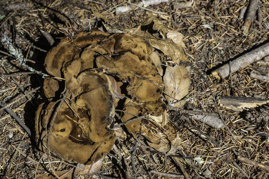 Image of dyer's polypore