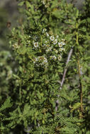 Image of desert sweet