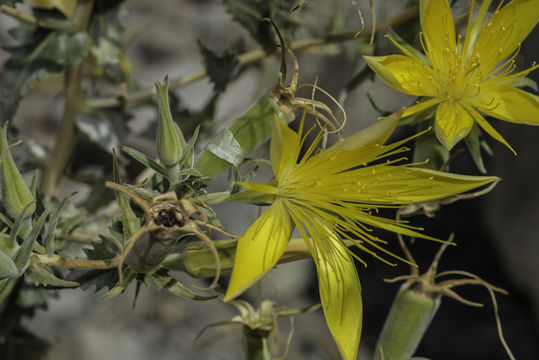 Image of giant blazing star