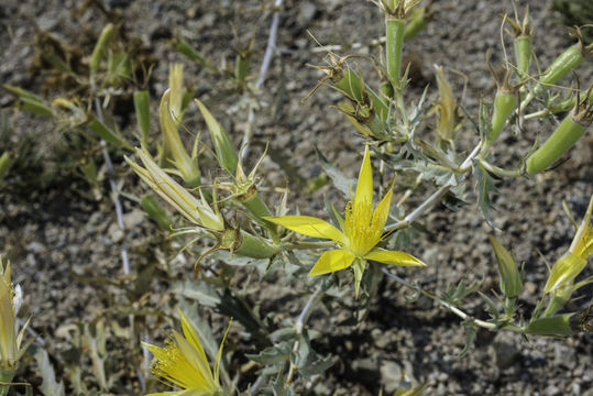 Image of giant blazing star