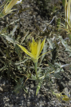 Image of giant blazing star