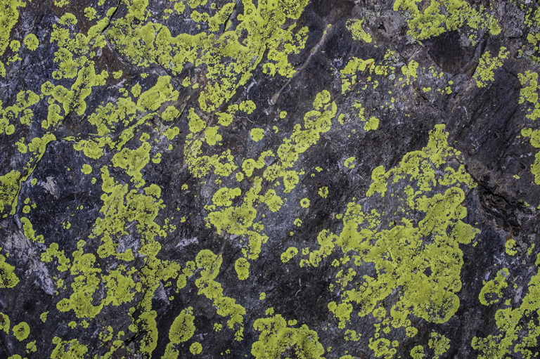 Image of Gold cobblestone lichen