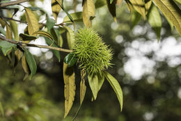 Image of giant chinquapin