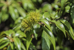 Image of giant chinquapin