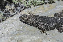 Sceloporus occidentalis longipes Baird 1858 resmi