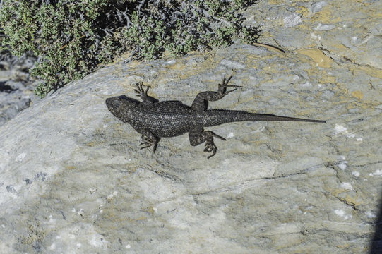 Image of Sceloporus occidentalis longipes Baird 1858