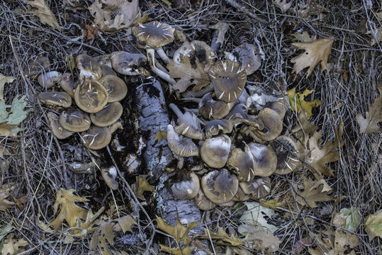 Image of Honey Fungus