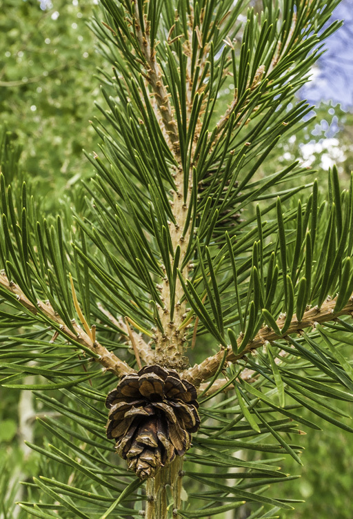 Imagem de Pinus contorta var. murrayana (Balf.) Engelm.