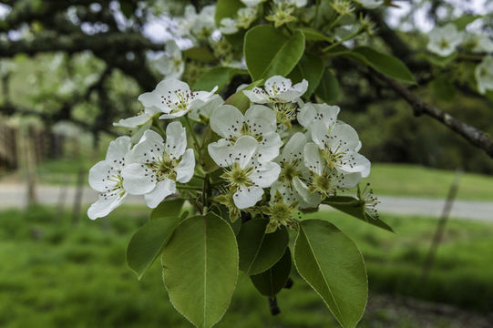 Plancia ëd Pyrus communis L.