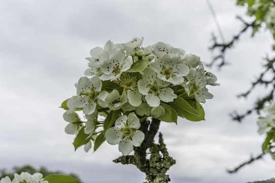 Plancia ëd Pyrus communis L.