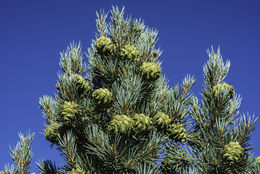 Image of singleleaf pinyon