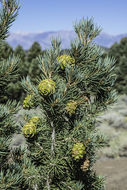 Image of singleleaf pinyon