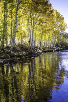 Image of quaking aspen