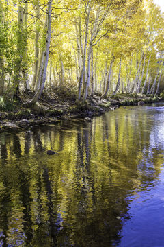 Image of quaking aspen