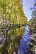 Image of quaking aspen