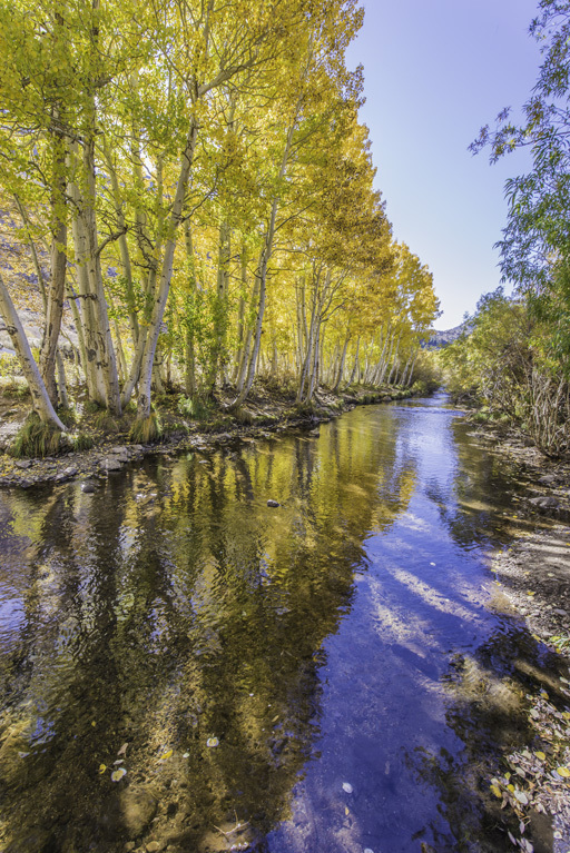 Image of quaking aspen