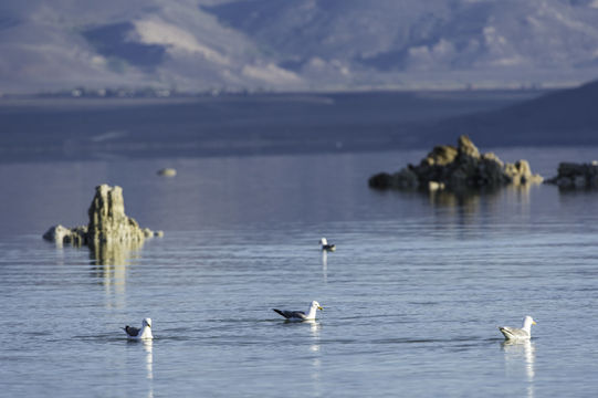 Image of California Gull