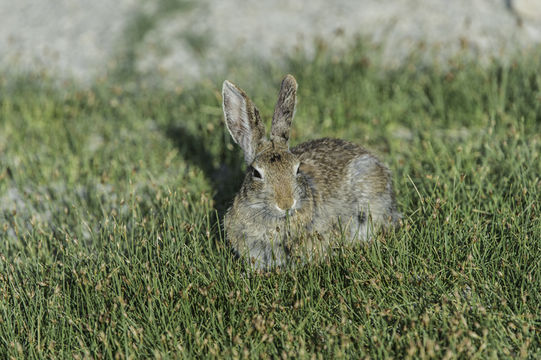 Image of Mountain Cottontail