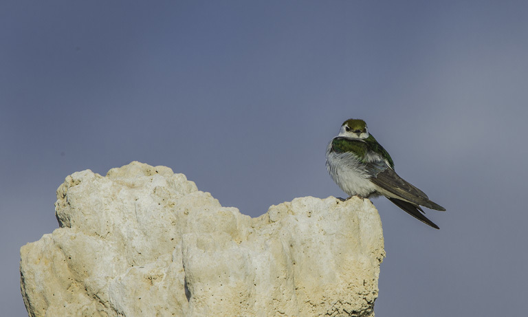 Image de Hirondelle à face blanche