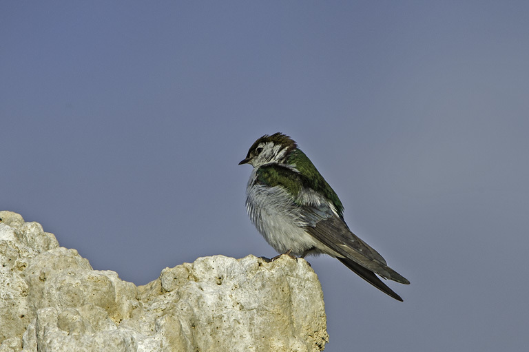 Image de Hirondelle à face blanche