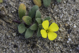 Image of <i>Camissoniopsis <i>cheiranthifolia</i></i> ssp. cheiranthifolia