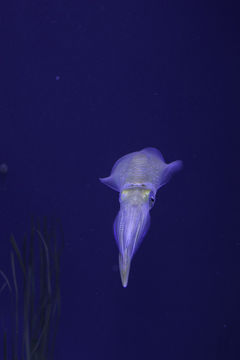 Image of bigfin reef squid