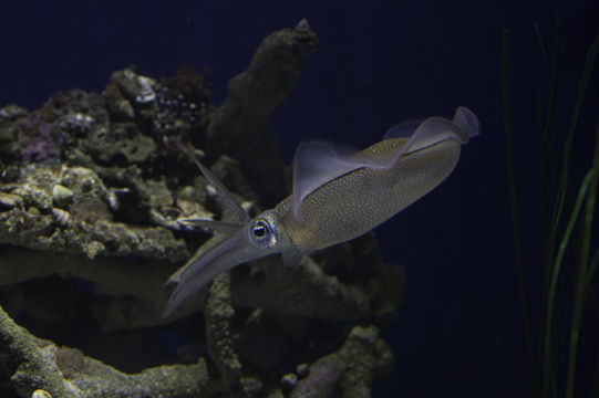 Image of bigfin reef squid